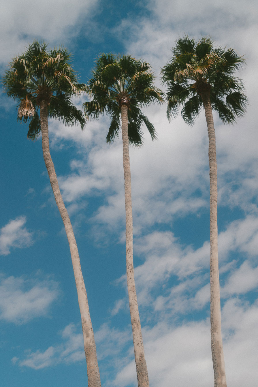 A Guide to Palm City A Guide to Palm City