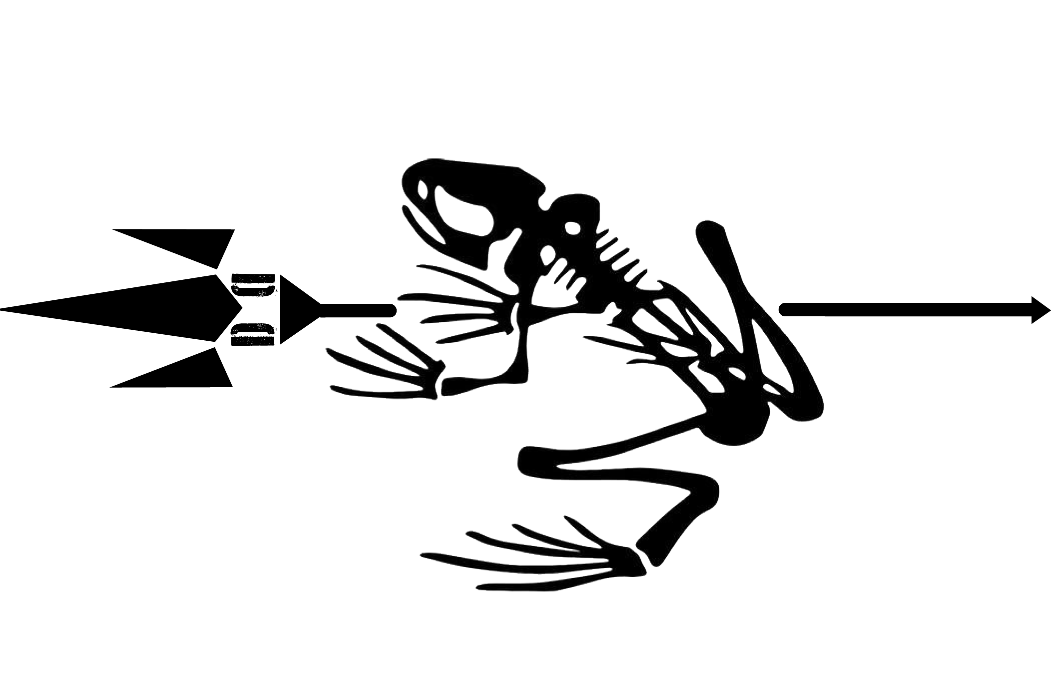 881-dd-bonefrog.png