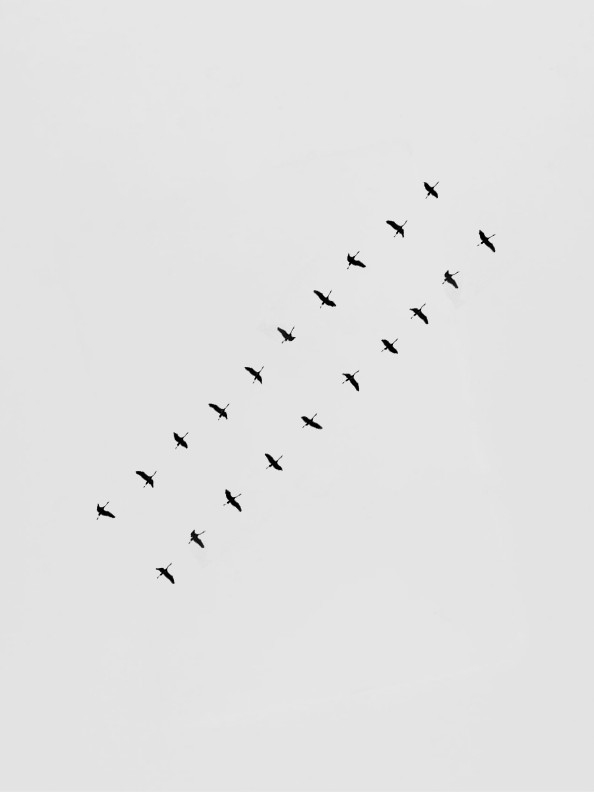 105947922813-liniiptici-15348561645307.jpg