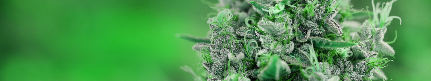 Rick Simpson cannabis Oil in Sacramento | CBD Oil & Rick Simpson Oil Difference | Golden State Weeds Rick Simpson Oil, Where to buy Hemp oil , THC, CBD, Hash Oil, buy cannabis oil, kush , weed , lean , marijuana , cannabis , Golden State Weeds, Sacramento, CA,