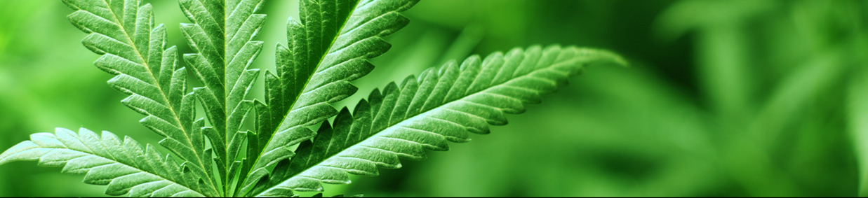 13001237283719-cannabis5.png