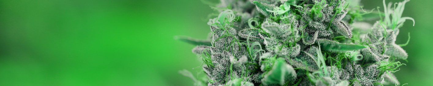 4201415283601-cannabis32.png