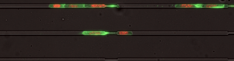 Image example of microchannels 2070811214220-screen-shot-2020-09-10-at-42307-pm.png