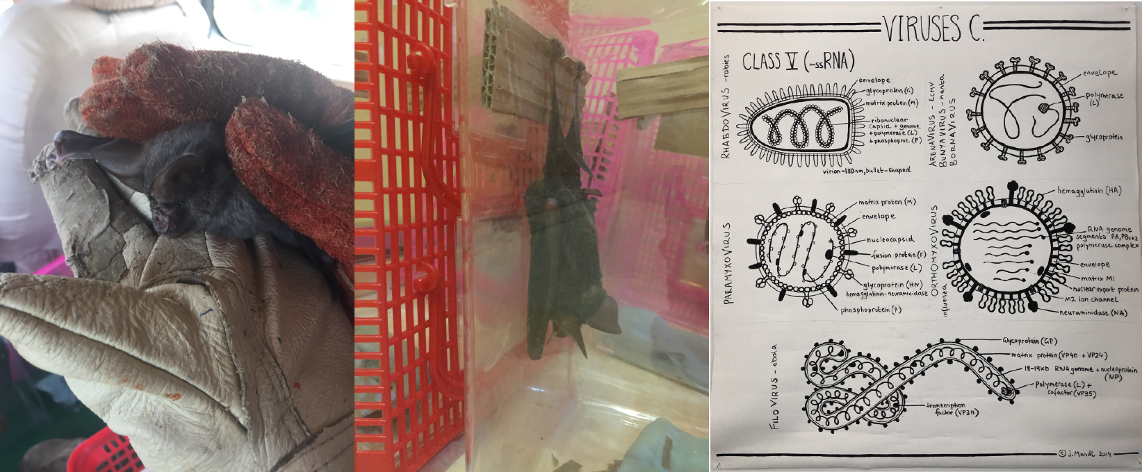 Wild hipposideros pratti bats sampled in southern China