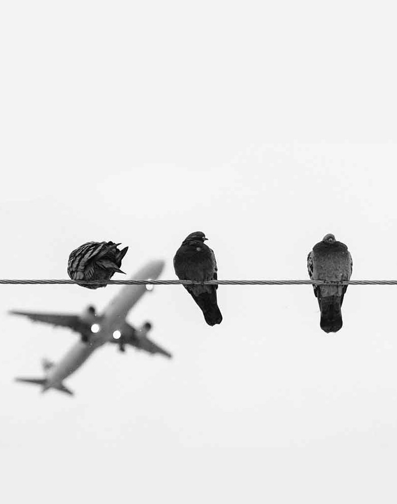 Mastermark Bird Proofing and Wildlife Services Main Image Bird control management, Wildlife hazard management, Aerodrome, airport
