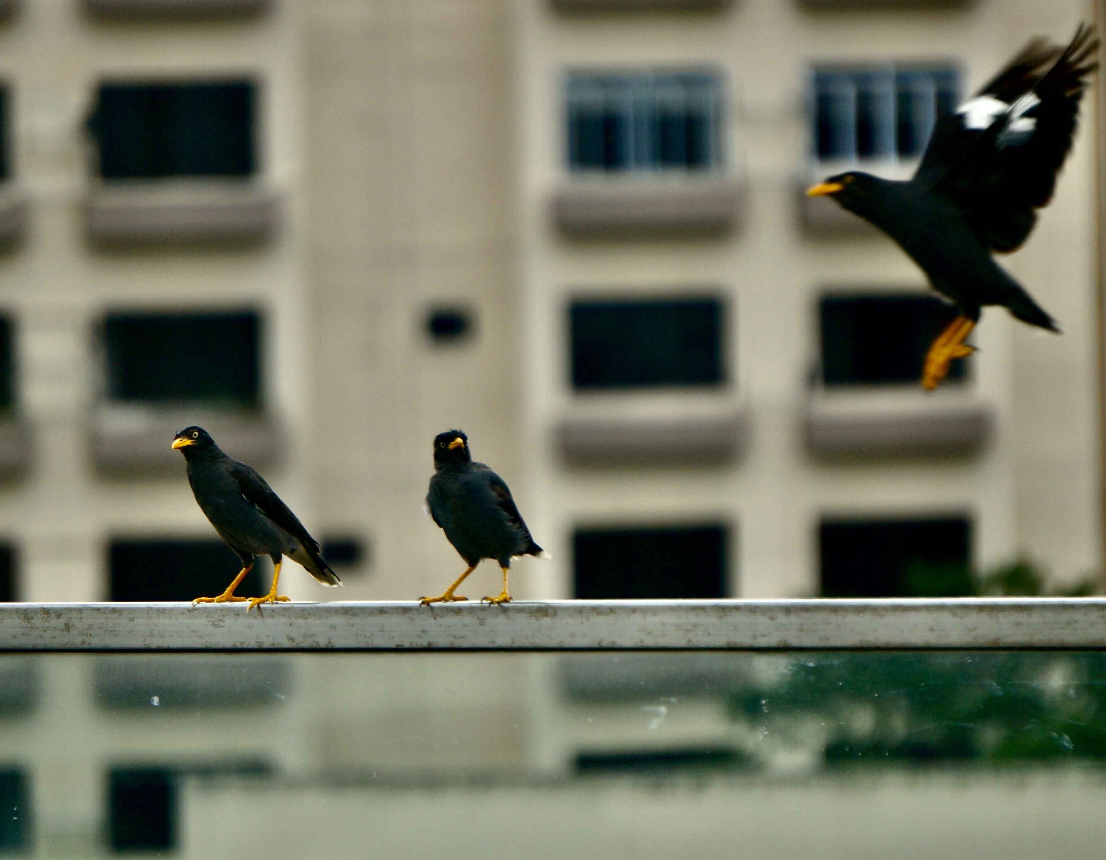Bird Proofing Tools