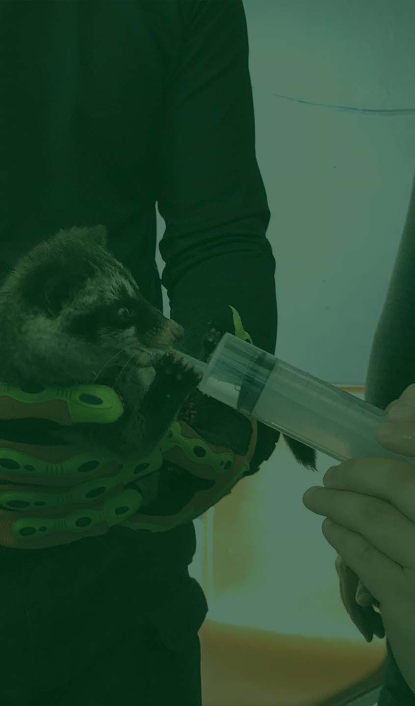 Wildlife Services snakes, reptiles, raptor nest, wild boar capturing, wildlife capturing, civet cat capture, bat relocation, monkey trap, monitor lizard capture