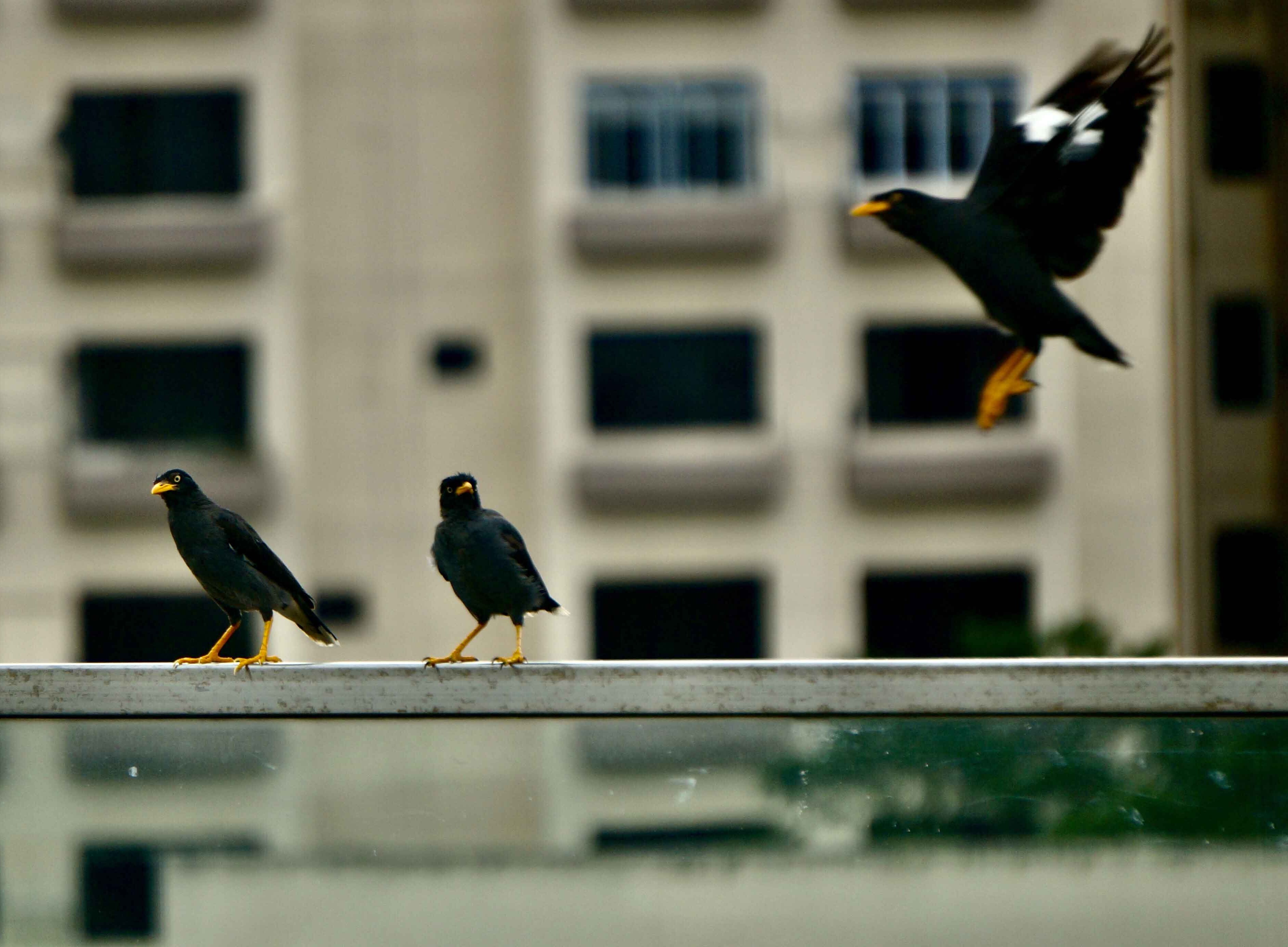 Bird Proofing Tools