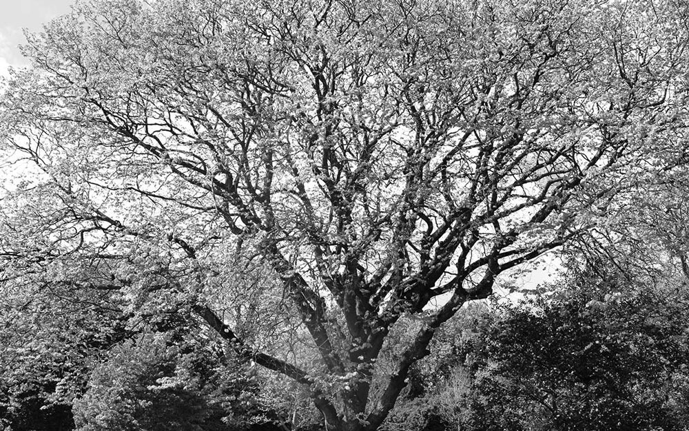 22-22-tree2.jpg