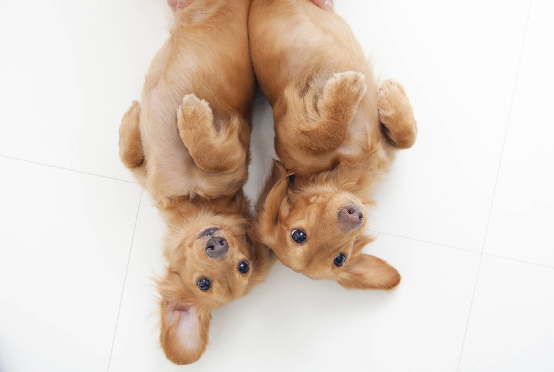Pet Style Trends for 2017 Pet Style Trends for 2017