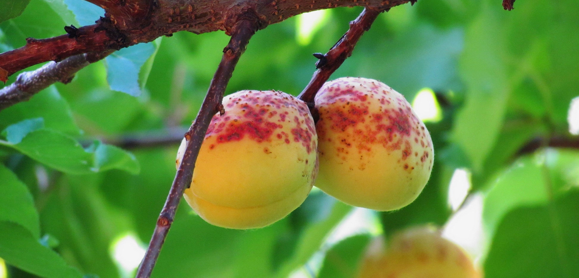 506-apricot.jpg